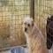 GPAR :: Grupo de Protección Animal de Rute