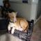 GPAR :: Grupo de Protección Animal de Rute