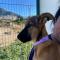 GPAR :: Grupo de Protección Animal de Rute