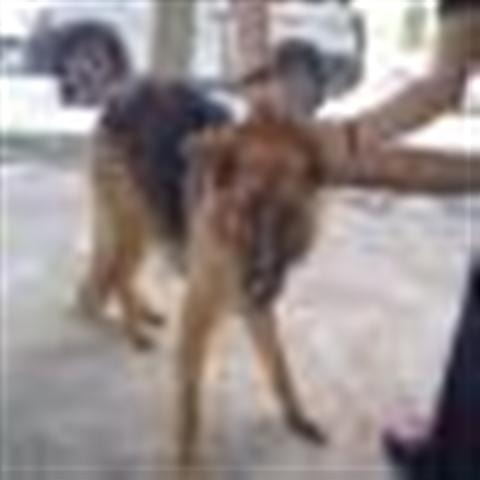 GPAR :: Grupo de Protección Animal de Rute