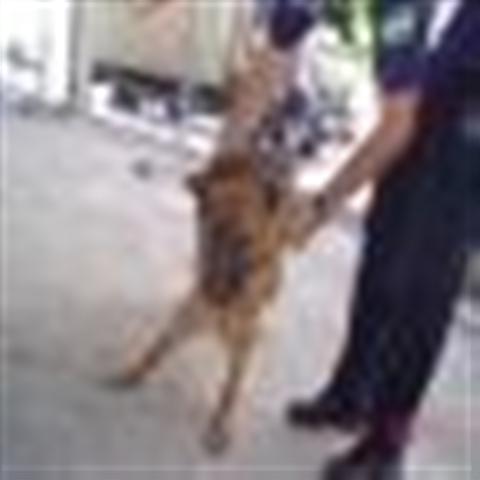 GPAR :: Grupo de Protección Animal de Rute