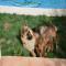 GPAR :: Grupo de Protección Animal de Rute