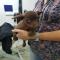 GPAR :: Grupo de Protección Animal de Rute