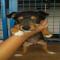 GPAR :: Grupo de Protección Animal de Rute