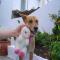 GPAR :: Grupo de Protección Animal de Rute