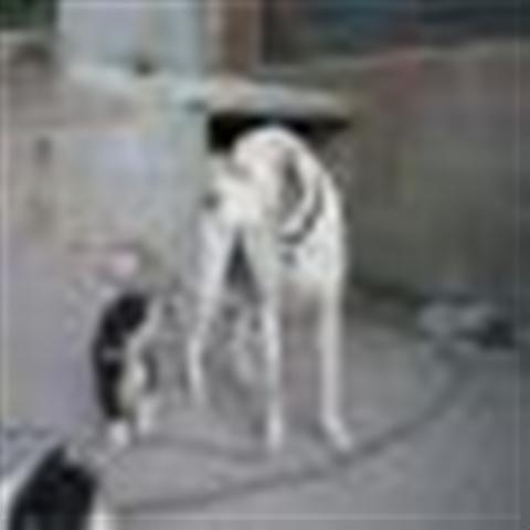 Adoptado