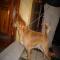 GPAR :: Grupo de Protección Animal de Rute