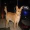 GPAR :: Grupo de Protección Animal de Rute