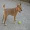 GPAR :: Grupo de Protección Animal de Rute