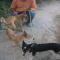 GPAR :: Grupo de Protección Animal de Rute
