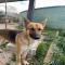 GPAR :: Grupo de Protección Animal de Rute