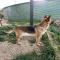 GPAR :: Grupo de Protección Animal de Rute