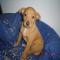 GPAR :: Grupo de Protección Animal de Rute