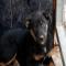 GPAR :: Grupo de Protección Animal de Rute