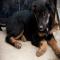 GPAR :: Grupo de Protección Animal de Rute