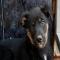 GPAR :: Grupo de Protección Animal de Rute