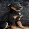 GPAR :: Grupo de Protección Animal de Rute