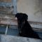 GPAR :: Grupo de Protección Animal de Rute