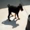 GPAR :: Grupo de Protección Animal de Rute