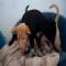GPAR :: Grupo de Protección Animal de Rute