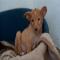 GPAR :: Grupo de Protección Animal de Rute