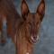 GPAR :: Grupo de Protección Animal de Rute