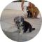 GPAR :: Grupo de Protección Animal de Rute