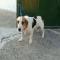GPAR :: Grupo de Protección Animal de Rute