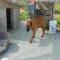 GPAR :: Grupo de Protección Animal de Rute