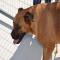 GPAR :: Grupo de Protección Animal de Rute