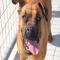 GPAR :: Grupo de Protección Animal de Rute