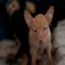 GPAR :: Grupo de Protección Animal de Rute
