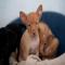 GPAR :: Grupo de Protección Animal de Rute
