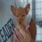 GPAR :: Grupo de Protección Animal de Rute