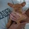 GPAR :: Grupo de Protección Animal de Rute