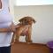 GPAR :: Grupo de Protección Animal de Rute