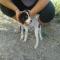 GPAR :: Grupo de Protección Animal de Rute