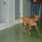 GPAR :: Grupo de Protección Animal de Rute