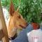 GPAR :: Grupo de Protección Animal de Rute