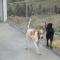 GPAR :: Grupo de Protección Animal de Rute