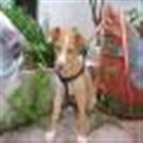 GPAR :: Grupo de Protección Animal de Rute