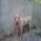 GPAR :: Grupo de Protección Animal de Rute