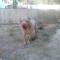 GPAR :: Grupo de Protección Animal de Rute