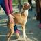 GPAR :: Grupo de Protección Animal de Rute