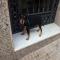 GPAR :: Grupo de Protección Animal de Rute