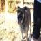 GPAR :: Grupo de Protección Animal de Rute