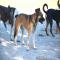 GPAR :: Grupo de Protección Animal de Rute