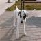 GPAR :: Grupo de Protección Animal de Rute
