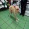 GPAR :: Grupo de Protección Animal de Rute