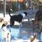 GPAR :: Grupo de Protección Animal de Rute